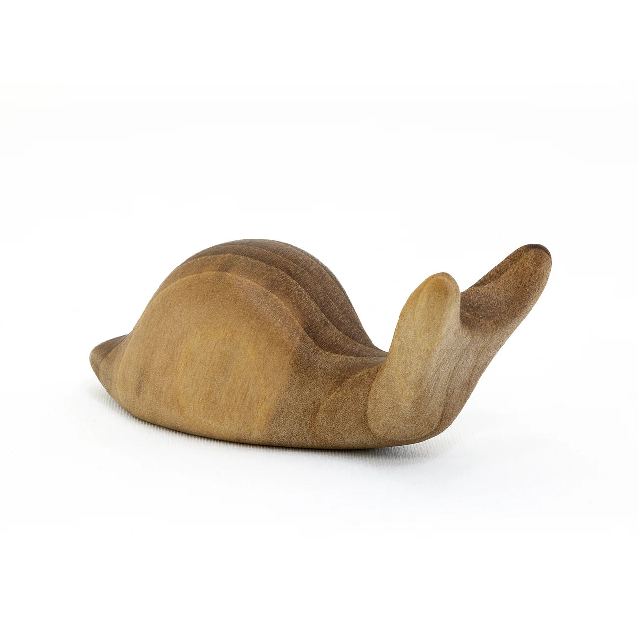 Snail : Antonio Vitali